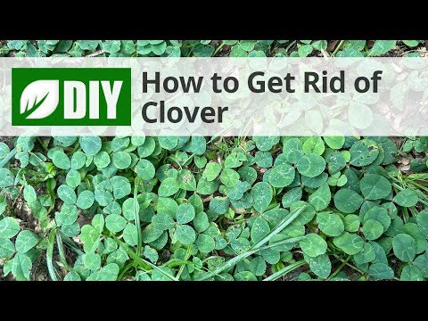 How to Get Rid of Clover | DoMyOwn.com