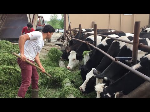 Video: İneklerin Sosyal Yaşamları