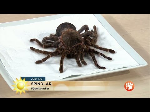 Video: Hur Man Känner Igen En Giftig Spindel