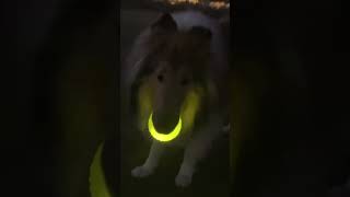 Tan the Rave Party Collie Dog. Disco! #funny #dog #collie #rave