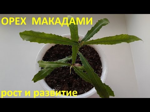 Орех Макадами рост и развитие