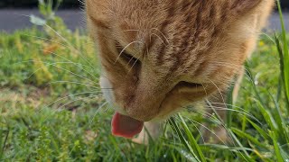 חתול ג'ינג'י אוכל עשב Un gato pelirrojo come hierba