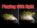 Changing the direction of the light during plant growth - Time lapse #greentimelapse #gtl #timelapse