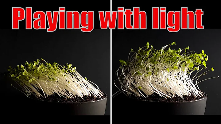 Changing the direction of the light during plant growth - Time lapse #greentimelapse #gtl #timelapse - DayDayNews