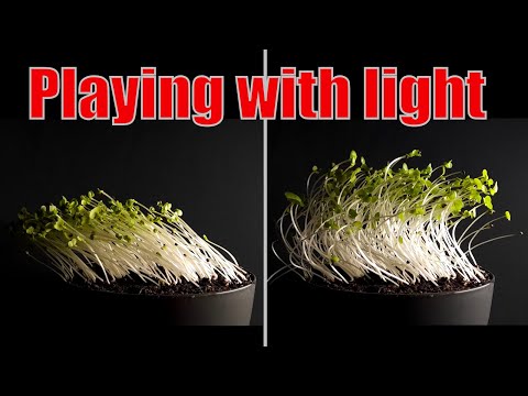 Video: Can Plants Move – The Fascinating World of Moving Plants
