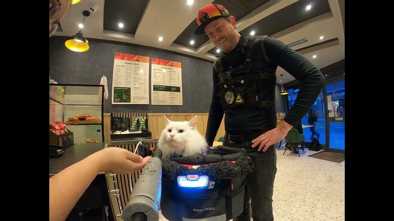 Out and about early in the morning. 🐱☀️