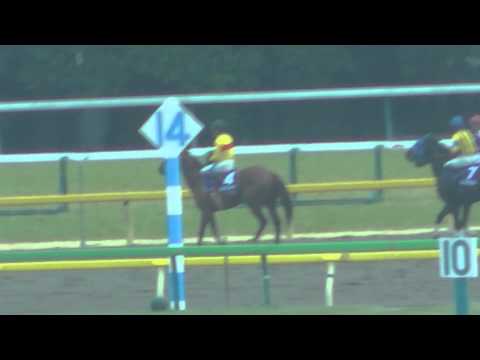 2015 2/22 第32回 フェブラリーステークス(ＧＩ) ウィニングラン 現地映像 コパノリッキー
