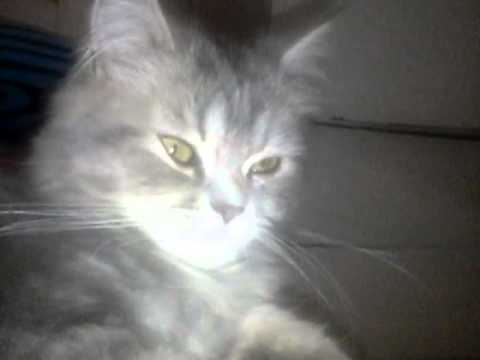 Kucing anggora lucu