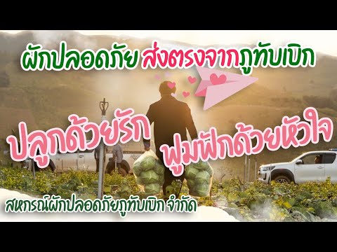 ผักปลอดภัย ปลูกด้วยรัก ฟูมฟักด้วยหัวใจ ส่งตรงจากภูทับเบิก - ... พารามิเตอร์รูปภาพ 1