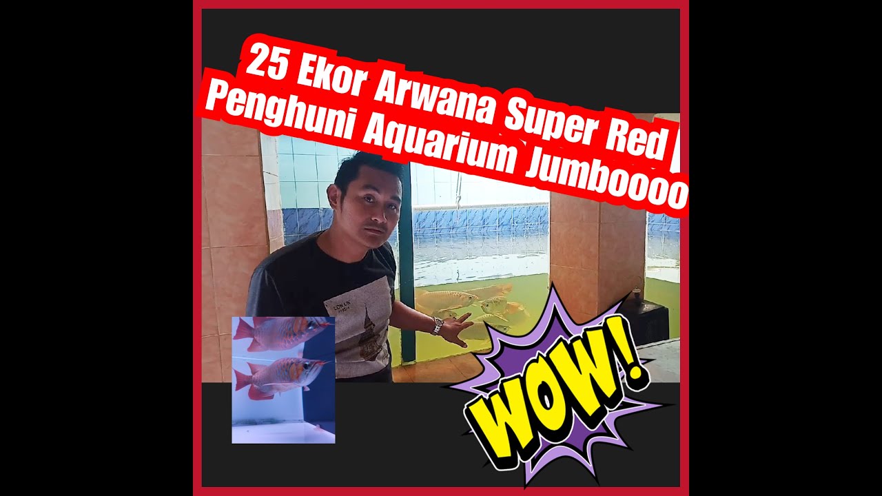 25 Ekor Arwana Super Red dalam Aquarium Jumboo - YouTube