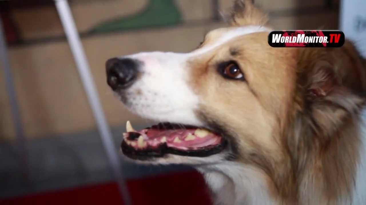 Freeway is a "Darling Companion" with Diane Keaton and Kevin Kline