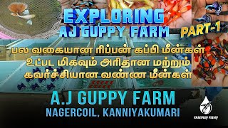 Ribbon  guppy இவ்ளோ குறைந்த வேறு விலையில் எங்குமே கிடைக்காது|PART#1 | visite AJ Guppy Farm #ngl