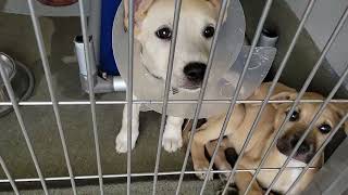 acs A664303 A664304