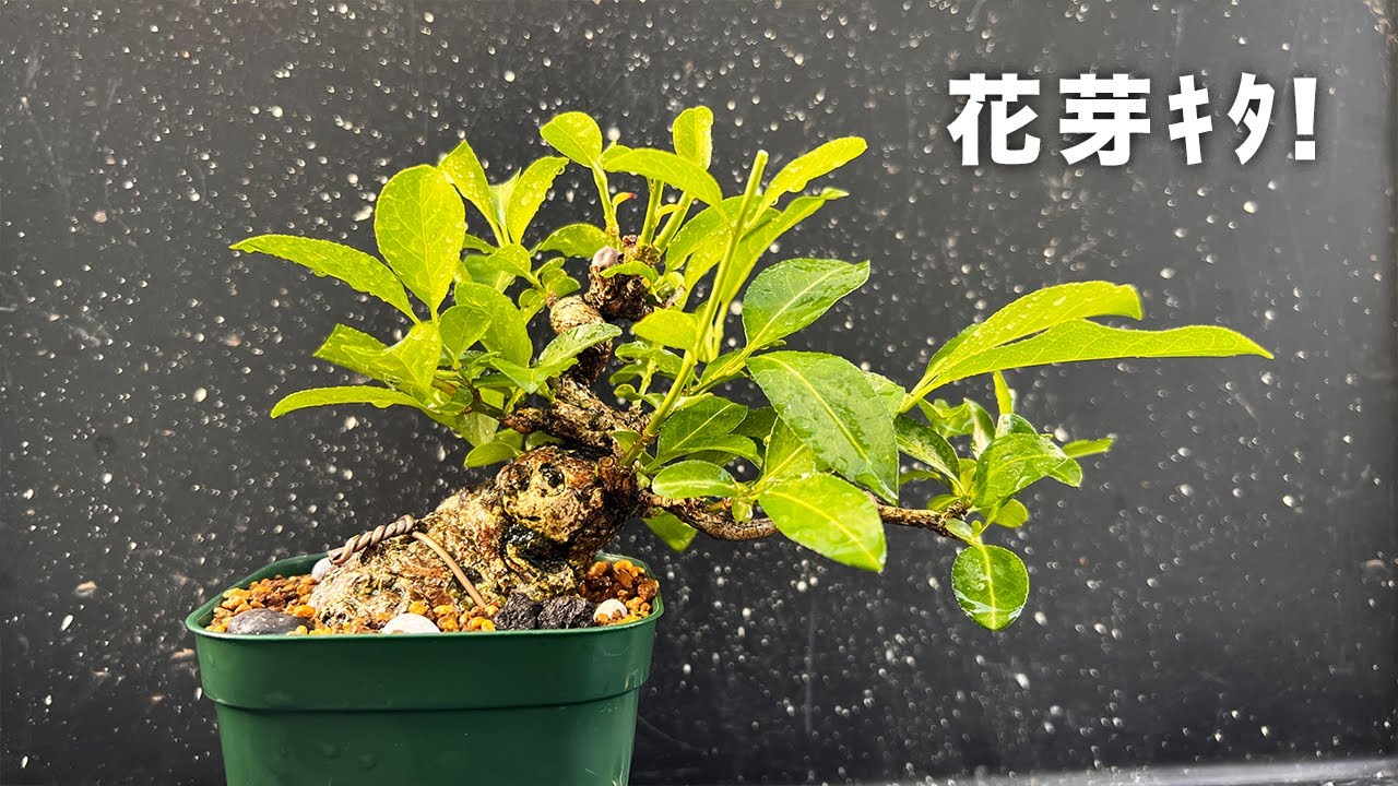 MYM】マユミの春の手入れを教えてくれ #盆栽 #bonsai - YouTube