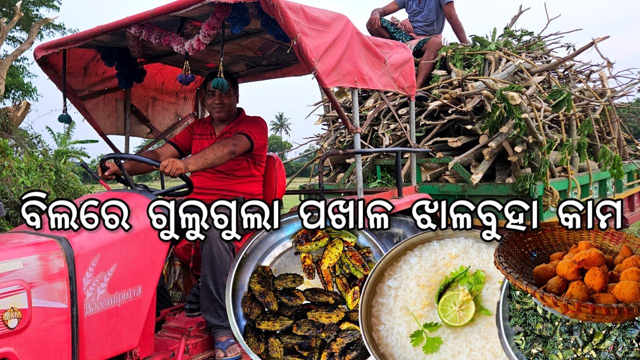 ବିଲରେ ପଖାଳ ଖାଇ ଝାଳବୁହା କାମ l ଗୁଲୁଗୁଲା ପଖାଳ l Gouranga Nayak Odia Vlogs