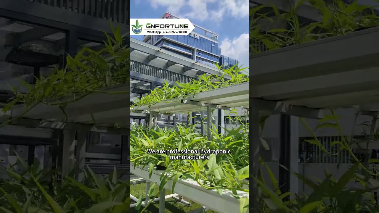 G&N's NFT hydroponic system