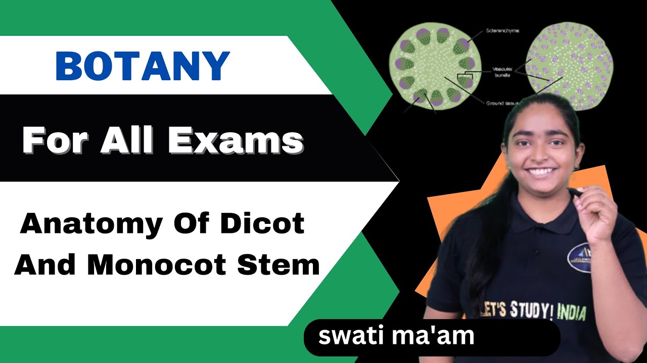 Anatomy Of Dicot And Monocot Stem | B.Sc. Botany 2nd Semester | Swati Ma'am |