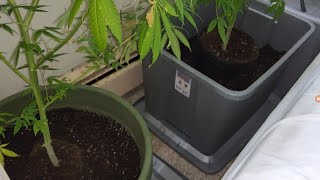VEG UPDATE: My Two Mother Cannabis Plants (Hye Select Cuts) 2018 Cut!