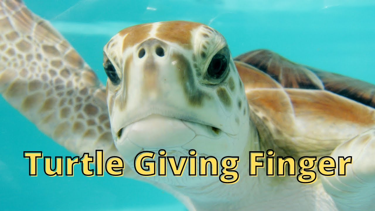 Grumpy Sea Turtle Giving a Finger YouTube