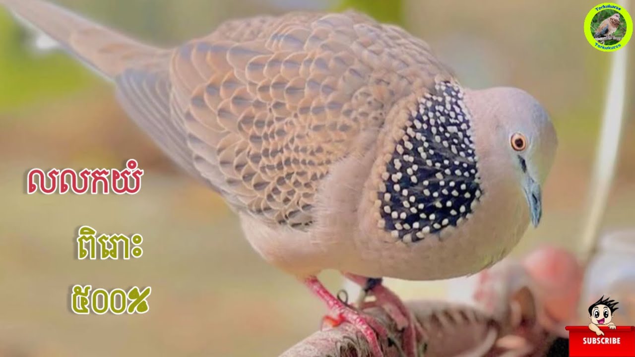 សំលេងលលកធ្នាក់ច្បាស់១០០%ដេញព្រៃខ្លាំងហើយឆ្វាក់#Terkukurss sound turtle dove