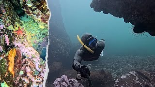 Epic Freediving Off Hornby Island, BC! Come on DFO! 😡 #pacificnorthwest #vancouverisland