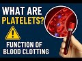 Why Are Platelets Important? | Low vs High Platelet Count | Function, Normal Range & Disorders