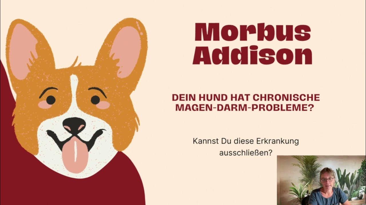 Morbus Addison Tierärztin Monika Bethke HundeDarmcheck YouTube