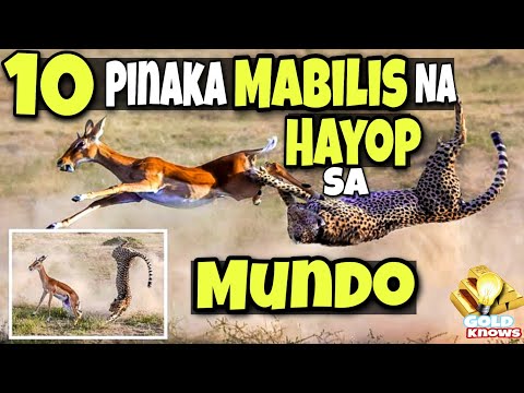 Hayop Na Mabilis Ang Kilos