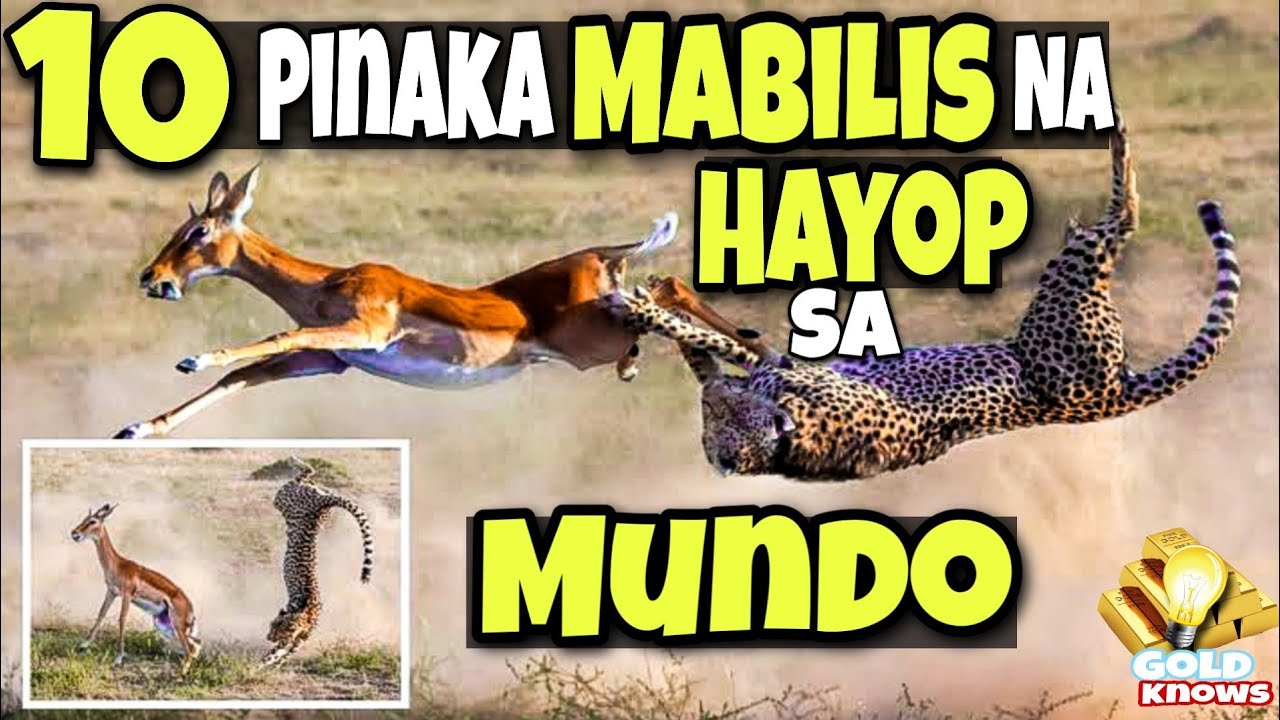 Pinaka Mabilis na Hayop sa Mundo | Fastest Animal Creatures - YouTube