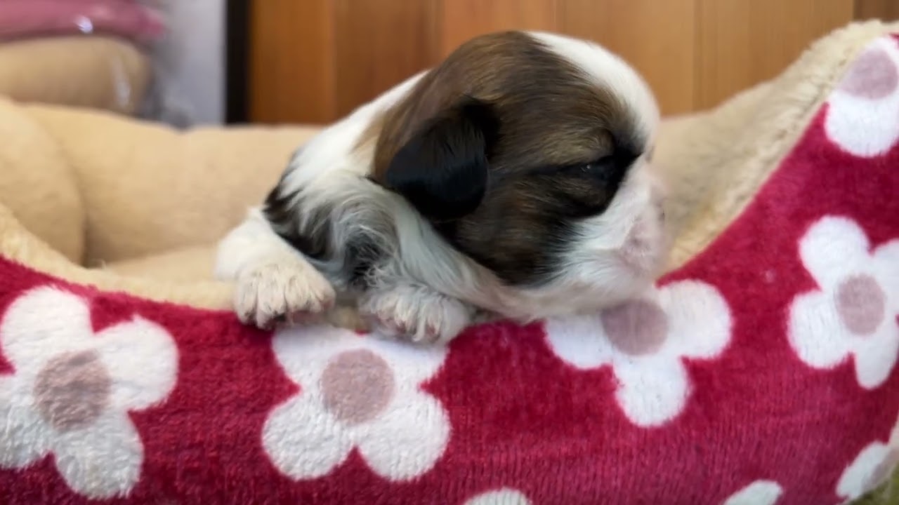 シーズー（花ちゃん）の赤ちゃん♂221 20260223