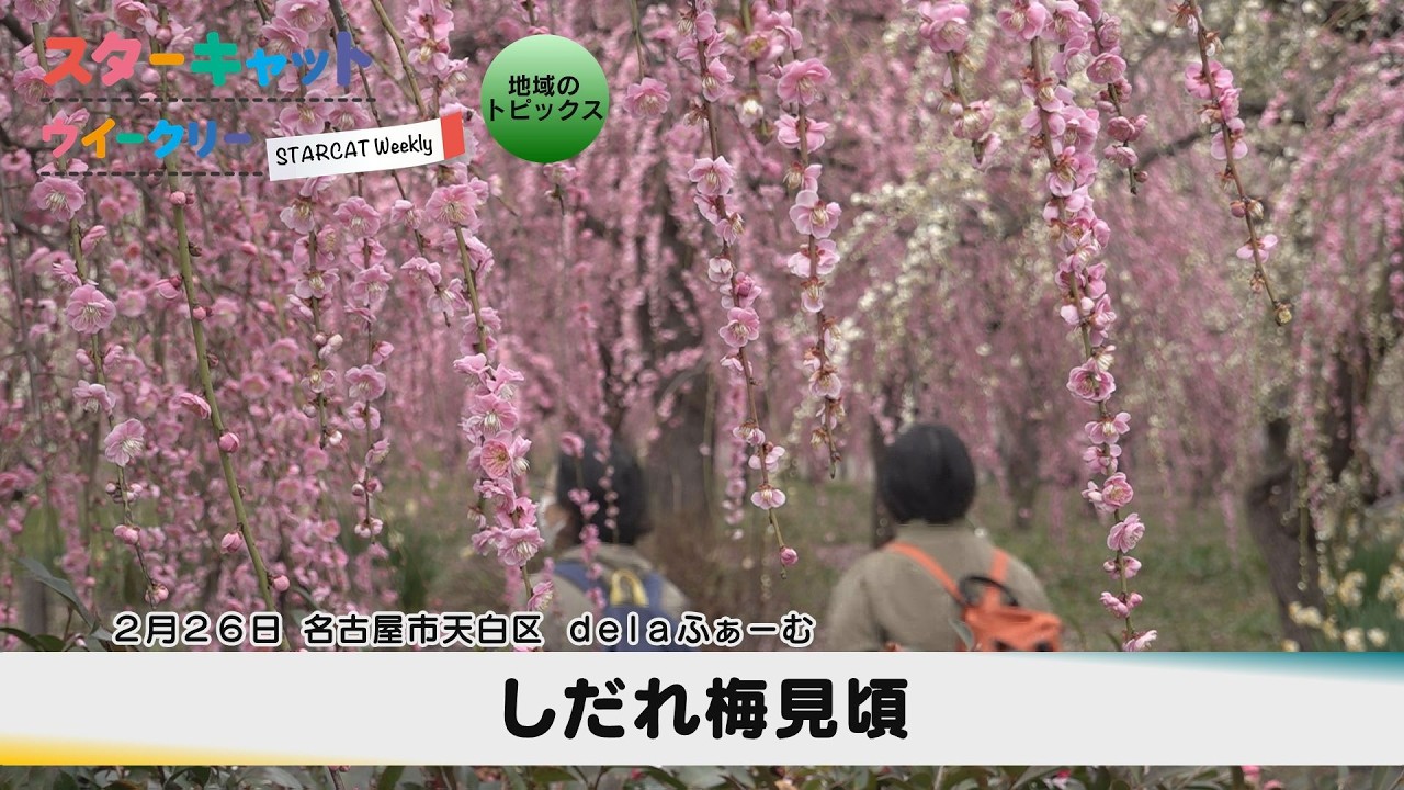 しだれ梅見頃【スターキャットウイークリー】2026年3月5日放送