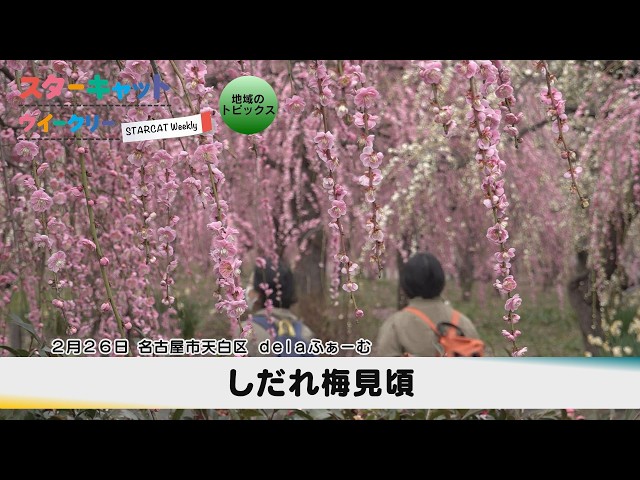 しだれ梅見頃【スターキャットウイークリー】2026年3月5日放送 - YouTube