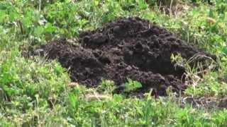 MOLE DIGGING HIS HOLE