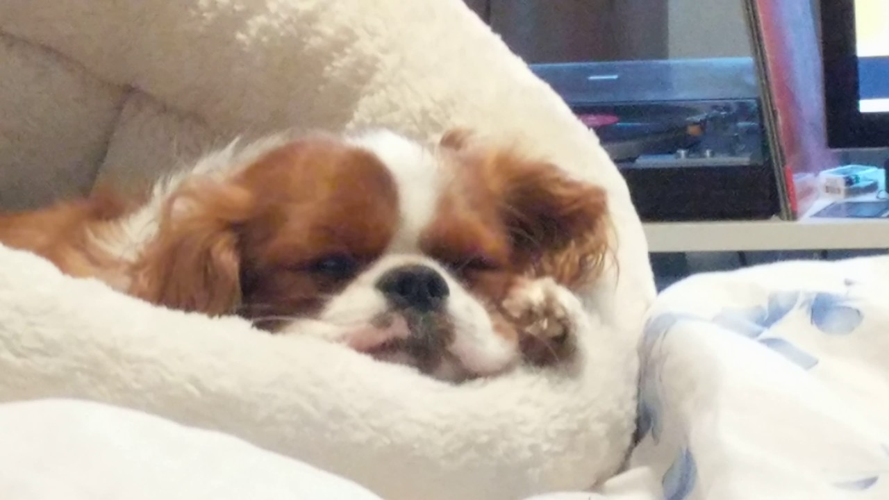 Doggie sleeping face twitch - YouTube