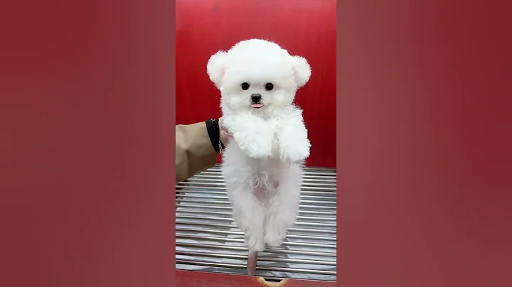 It's too happy to raise only Bichon Frise in a cold day~ Cute to explode - DayDayNews