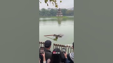 độc lạ ông rùa xuất hiện ở Hồ Gươm