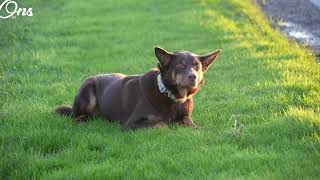 Download Lagu Man belandt met terreinwagen door gladheid in de sloot maar rijdt gewoon naar huis MP3