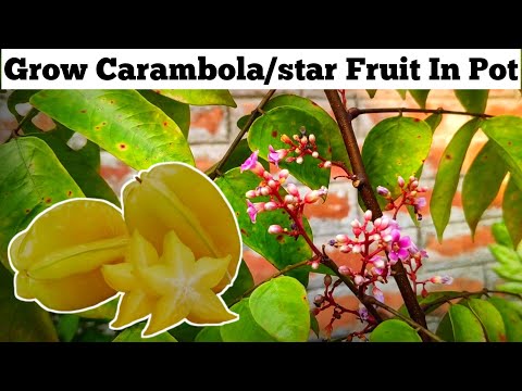 How To Grow Star Fruit Plant At Home (In Hindi) Carambola Plant Care