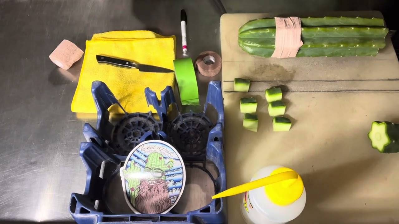 Grafting trichocereus cactus: the single areole graft