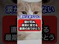 猫が死ぬ直前に見せる最期のありがとうを獣医師が解説 #保護猫 #獣医師 #cat #猫 #ネコ #ねこ #ねこのいる生活 #猫のいる暮らし #猫動画 #愛猫 #猫好きさんと繋がりたい