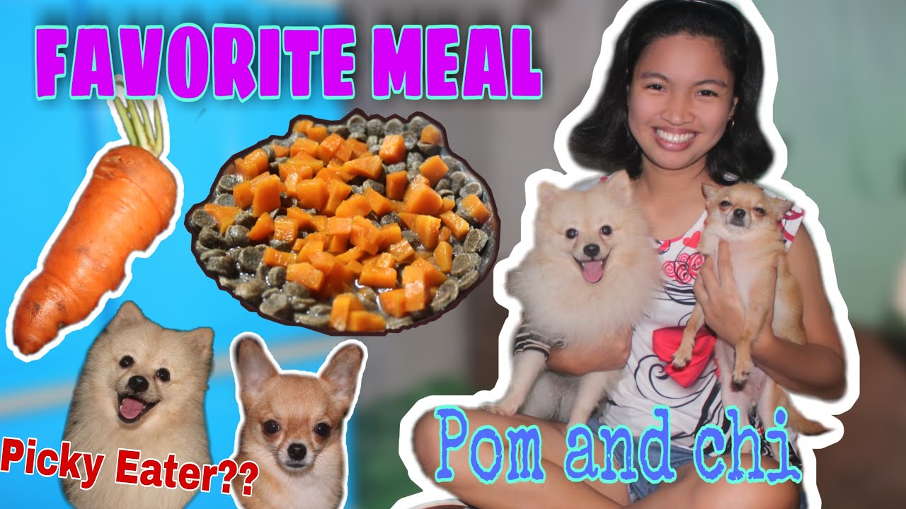 Try This Healthy Meal || Picky Eater Solution || Pomeranian and