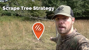 Scrape Tree Strategy: Last Minute Deer Season Prep