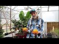 Growing Your OWN Vitamin C ---  Louisiana ORANGES