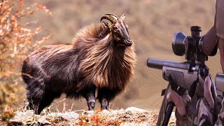 Adventure and experience the challenge of hunting Himalayan tahr by The Art Of Hunt 10,220 views 8 months ago 4 minutes, 34 seconds