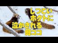 【レッサーパンダ】しつこいホクトに泣かされる母ココ　Red Panda COCO & HOKUTO…