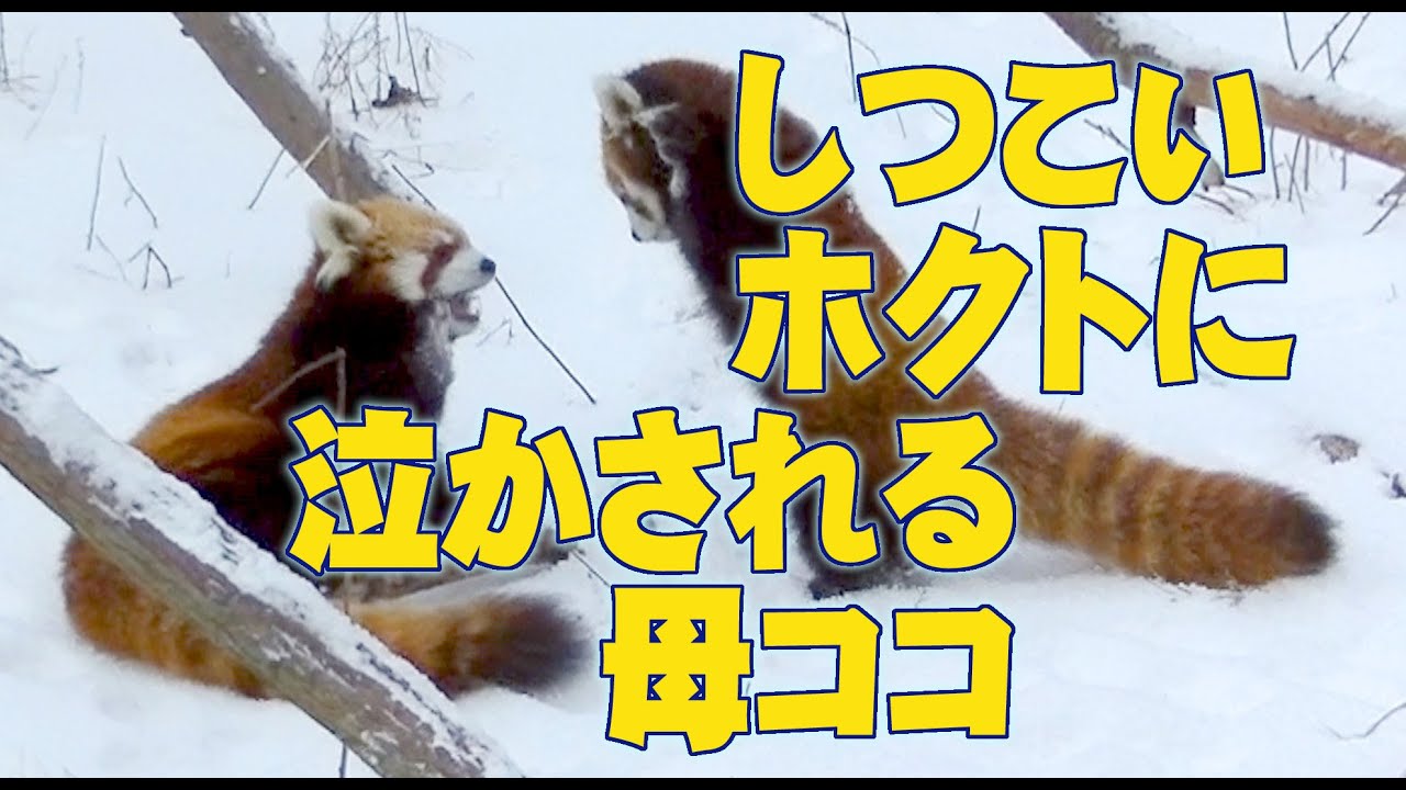 【レッサーパンダ】しつこいホクトに泣かされる母ココ　Red Panda COCO & HOKUTO at Maruyama Zoo