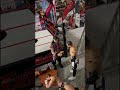Finn balor vs la knight vs Dominic Mysterio vs Gunther # wwe#wwetalky #wrestlingfuture #wrestling 
