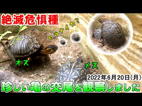 ブ*ー様 【動物の惑星】日本最速!★カロリナハコガメ★LET'S爬体!第3弾★ ブ*ー様 【動物の惑星】日本最速!☆カロリナハコガメ☆LET'S爬体