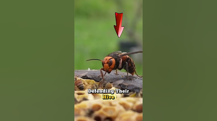 Epic Battle: Hornet vs. Angry Swarm of Honey Bees – Nature's Ultimate Fight!