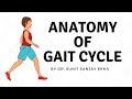 Gait Cycle Muscle Activity